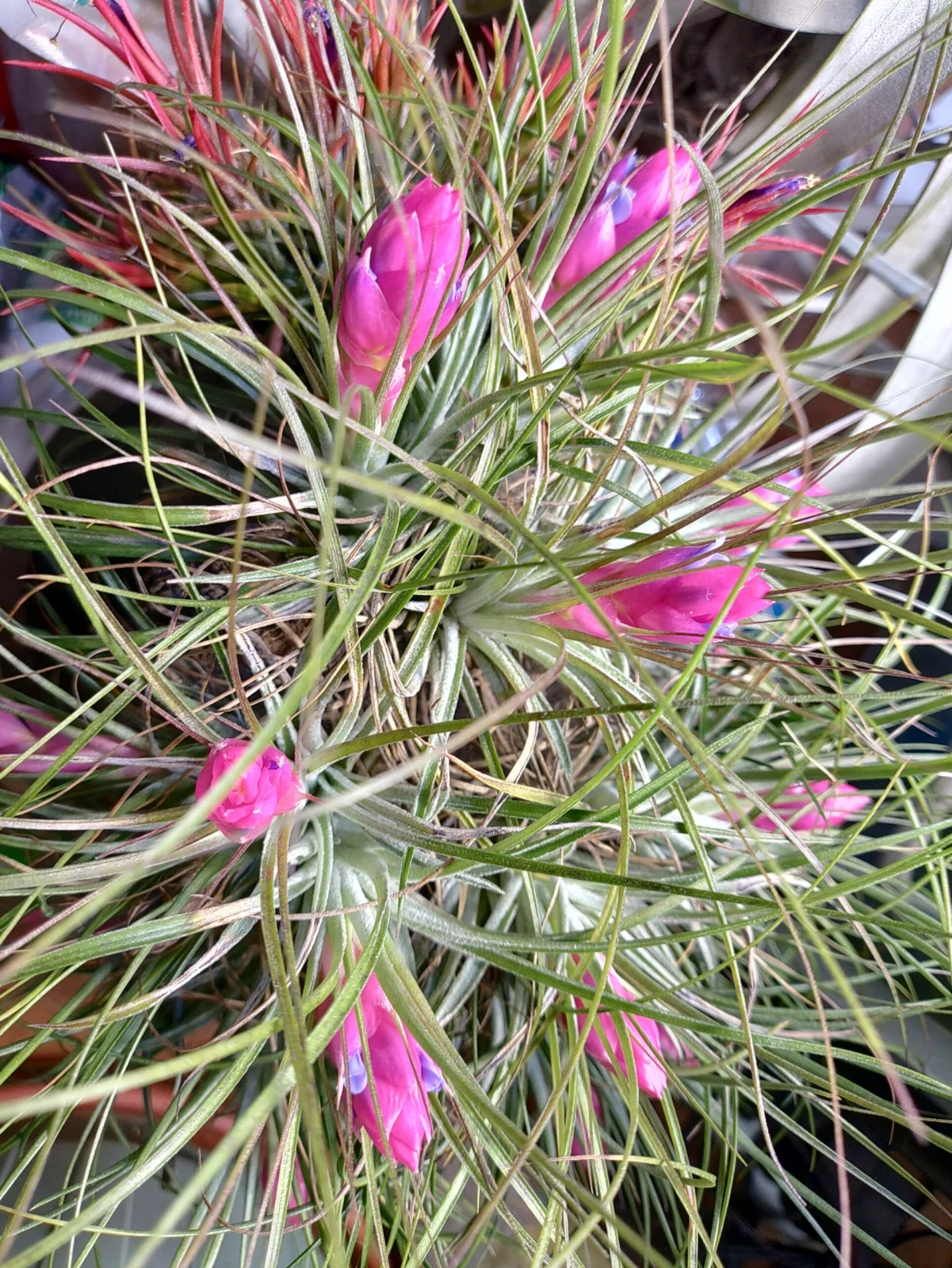 ティランジア ストリクタ