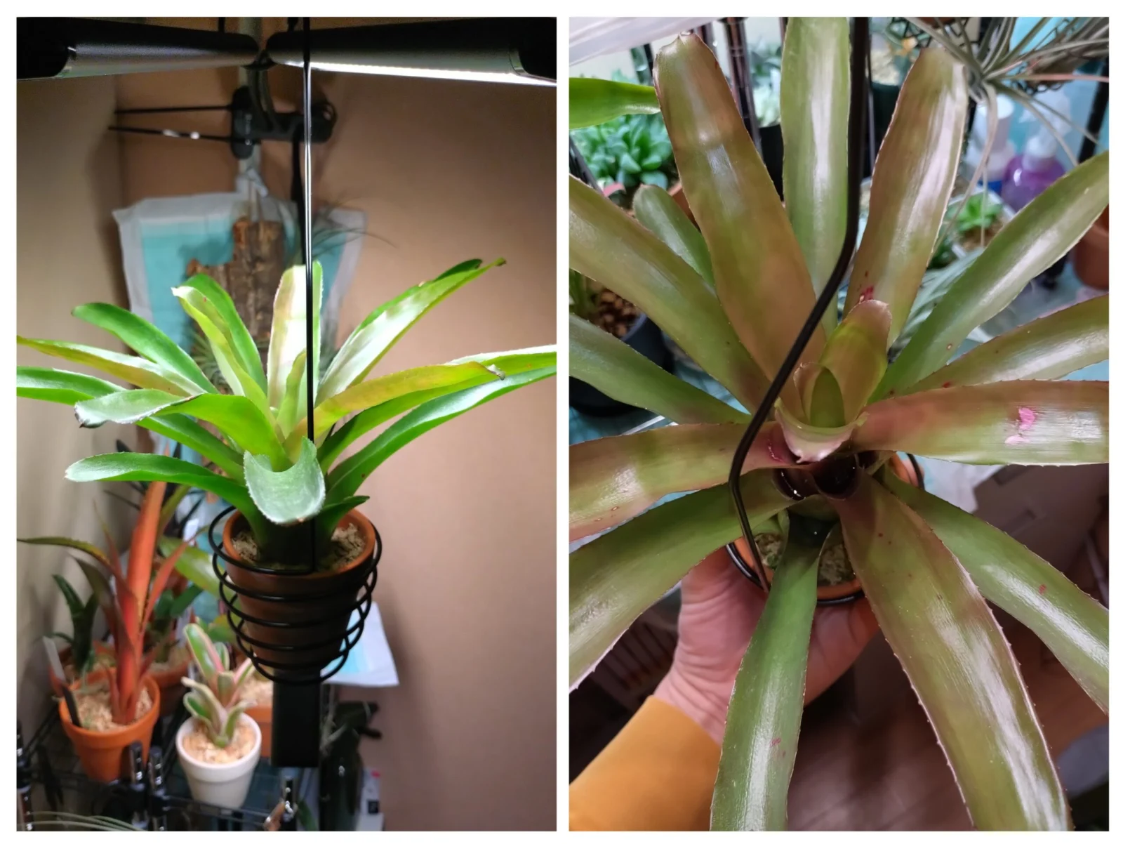 ネオレゲリア　グラナダ