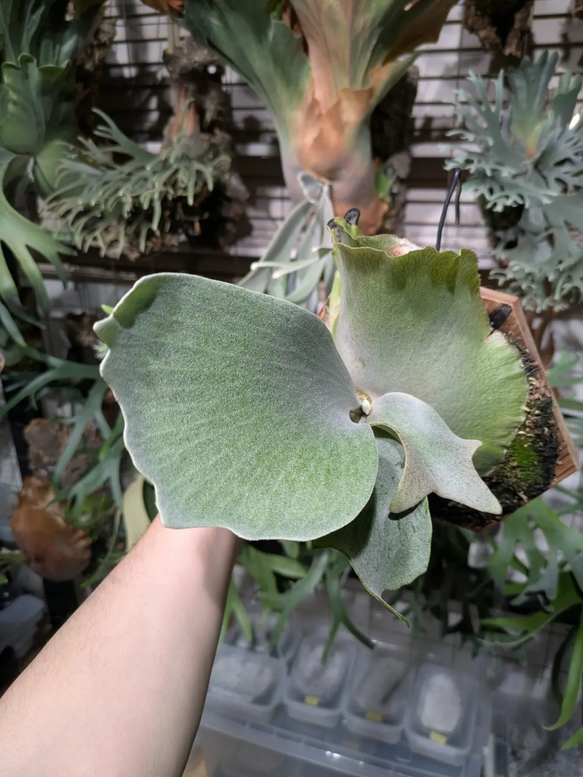 ビカクシダ　FSQ’Ghost’