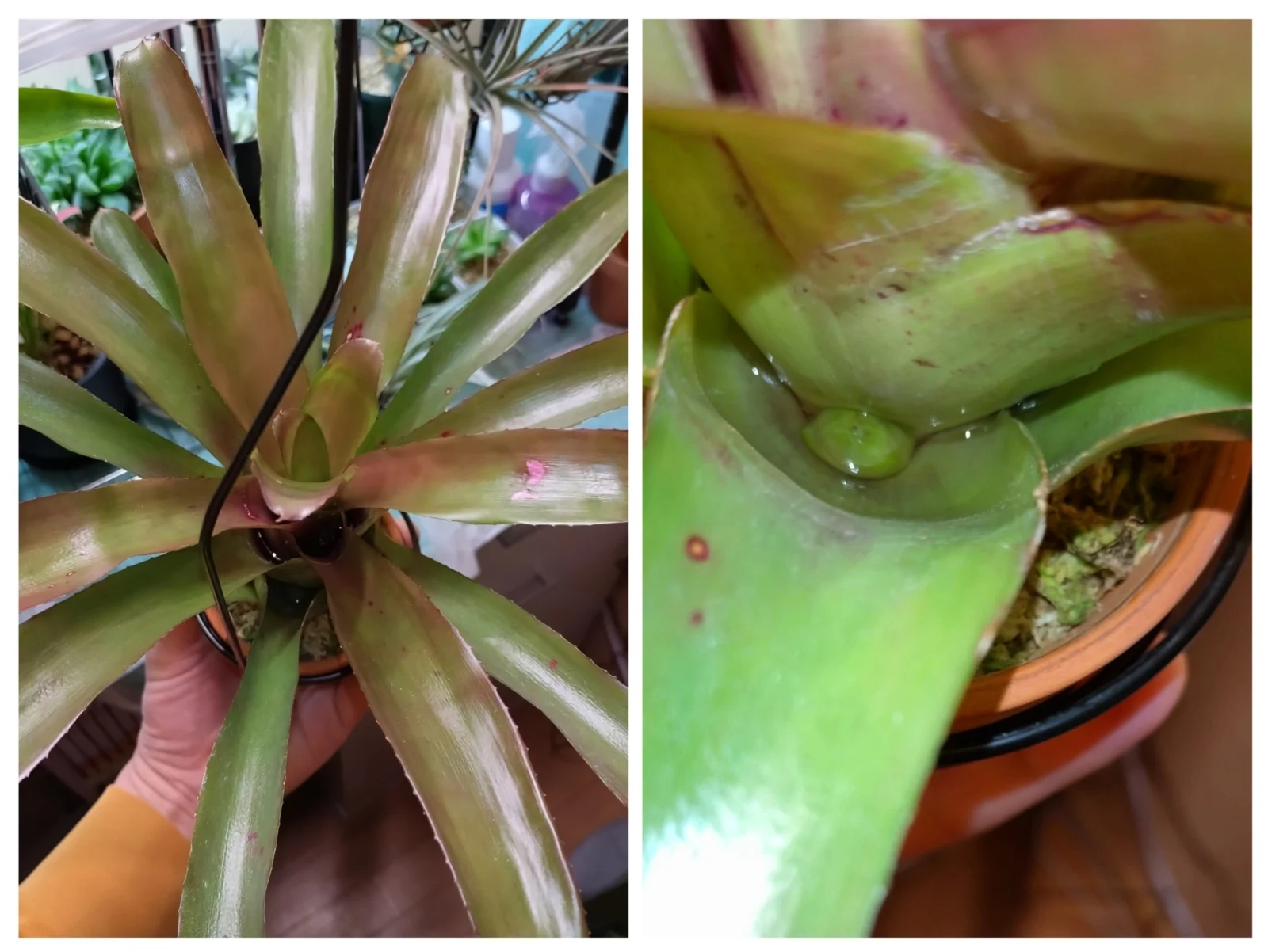 ネオレゲリア　グラナダ