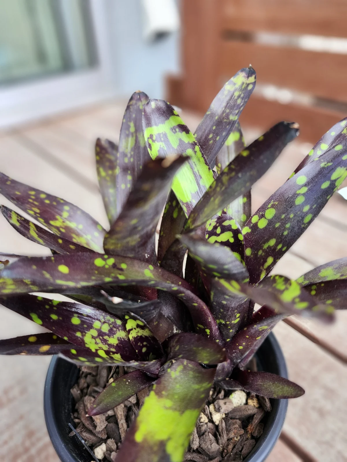 ネオレゲリア　ノスフェラトゥ