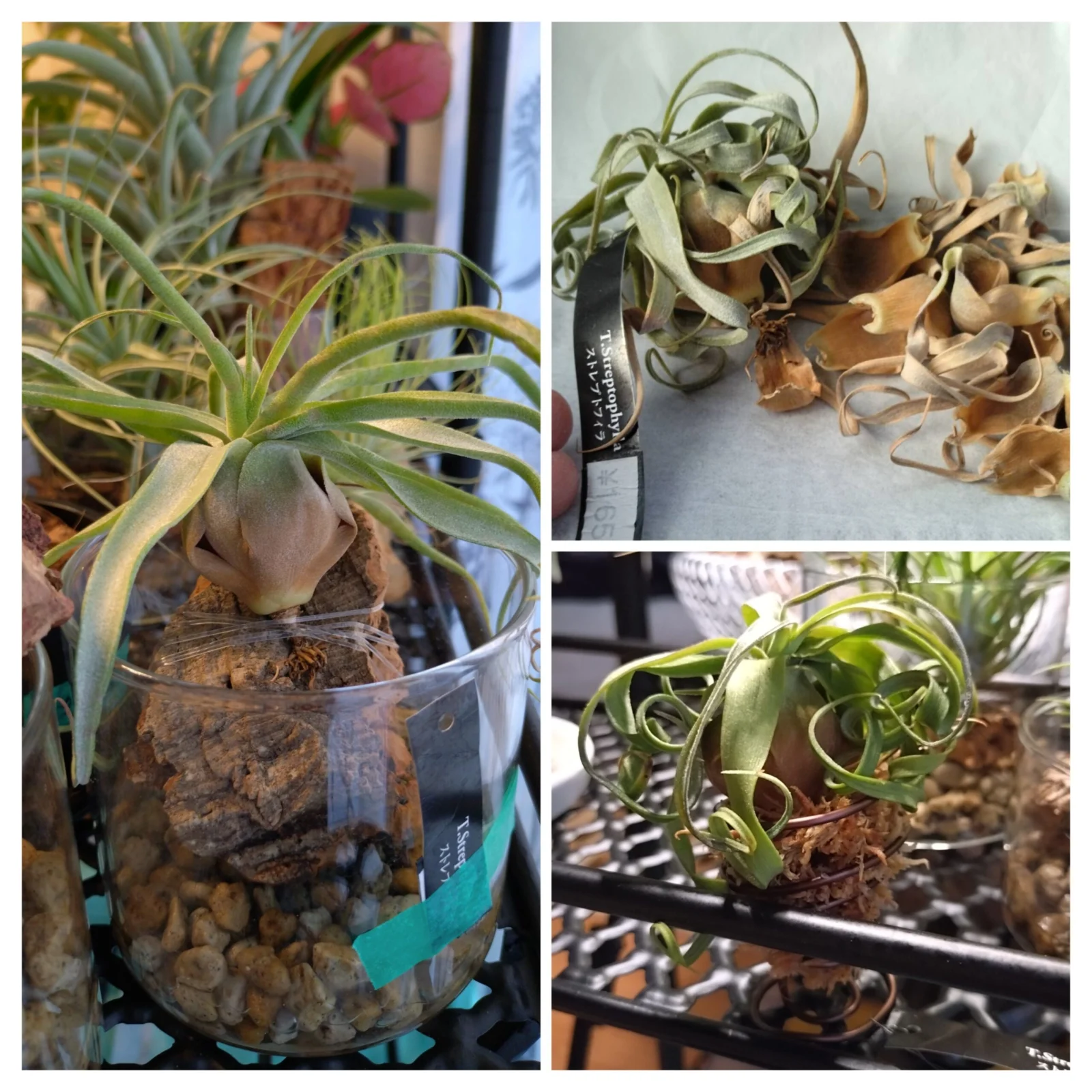 ティランジア ストレプトフィラ