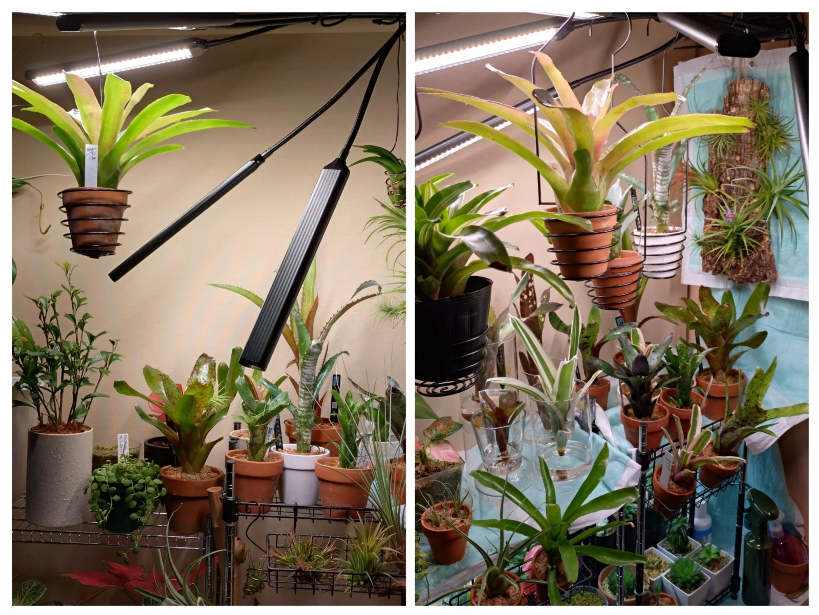 ネオレゲリア　ビルベルギア　エクメア　ティランジア　チキータリンダ　アモエナ　アラカイ　ハレルヤ