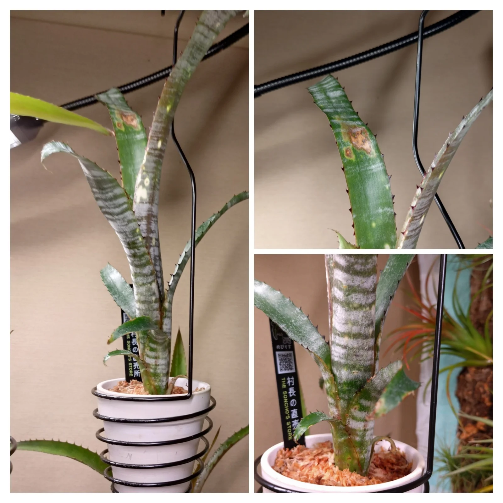 ビルベルギア　パイプライン