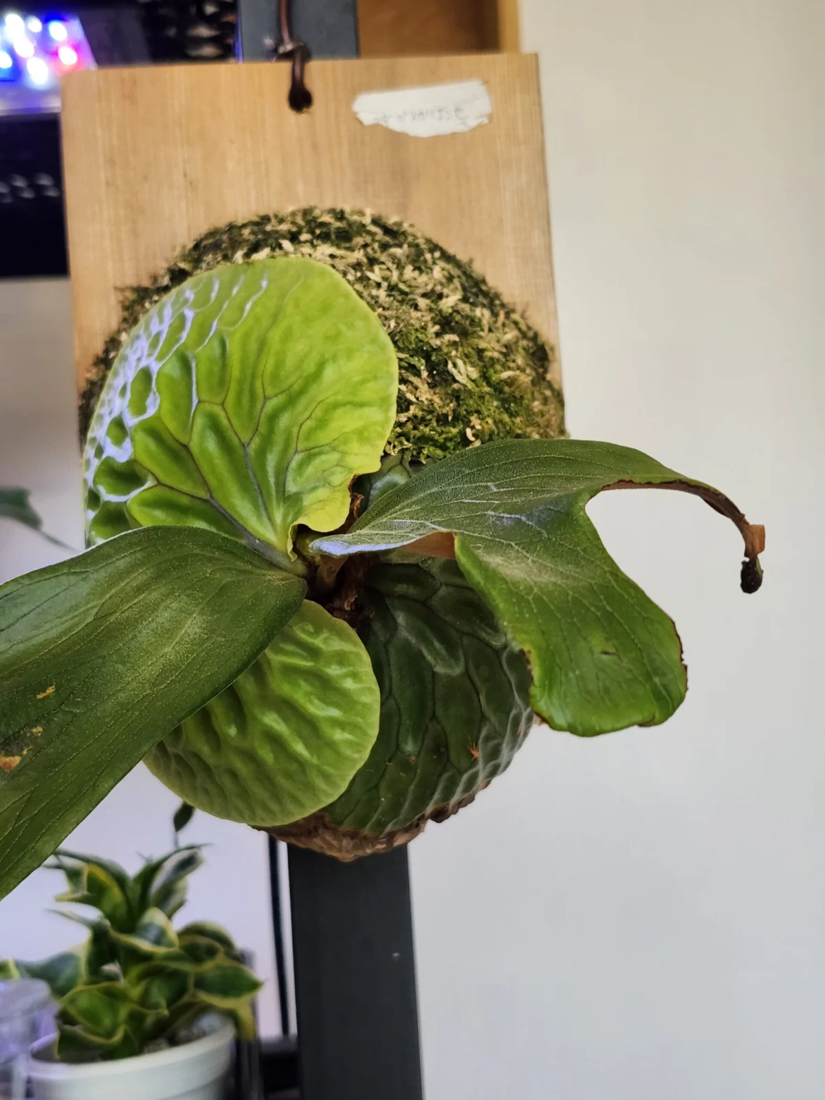 ビカクシダ　マダガスカリエンセ　