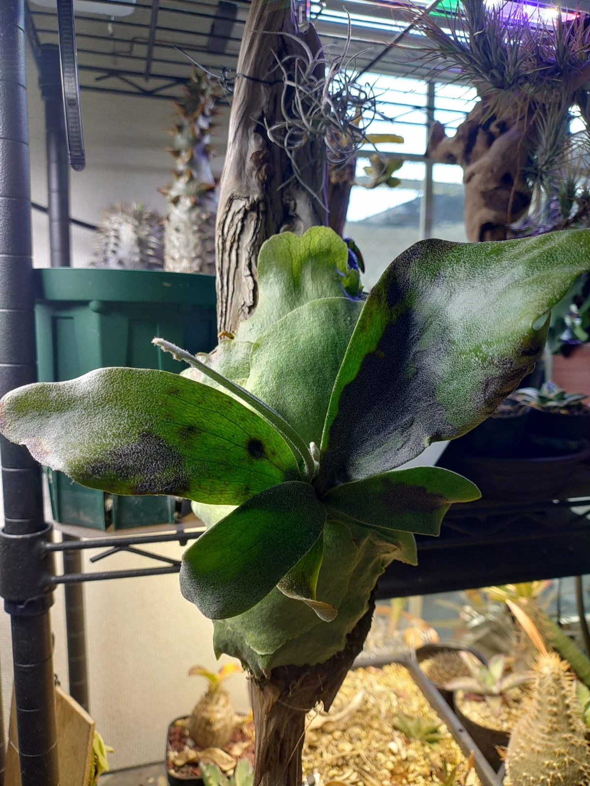 ビカクシダ　ビフルカツム