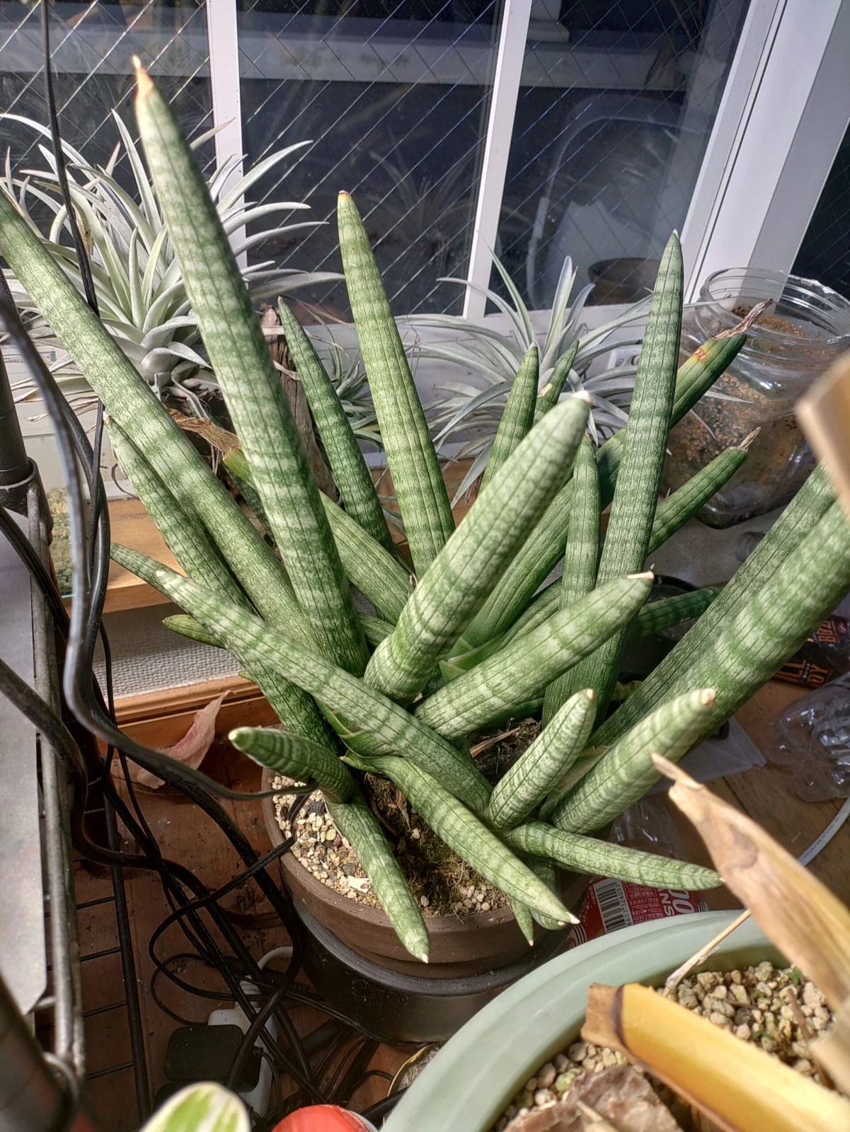 サンセベリア　ボンセレンシス