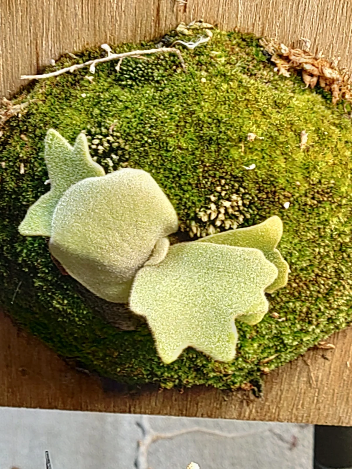 ビカクシダ　ウィリンキー　バクテリア　スポア