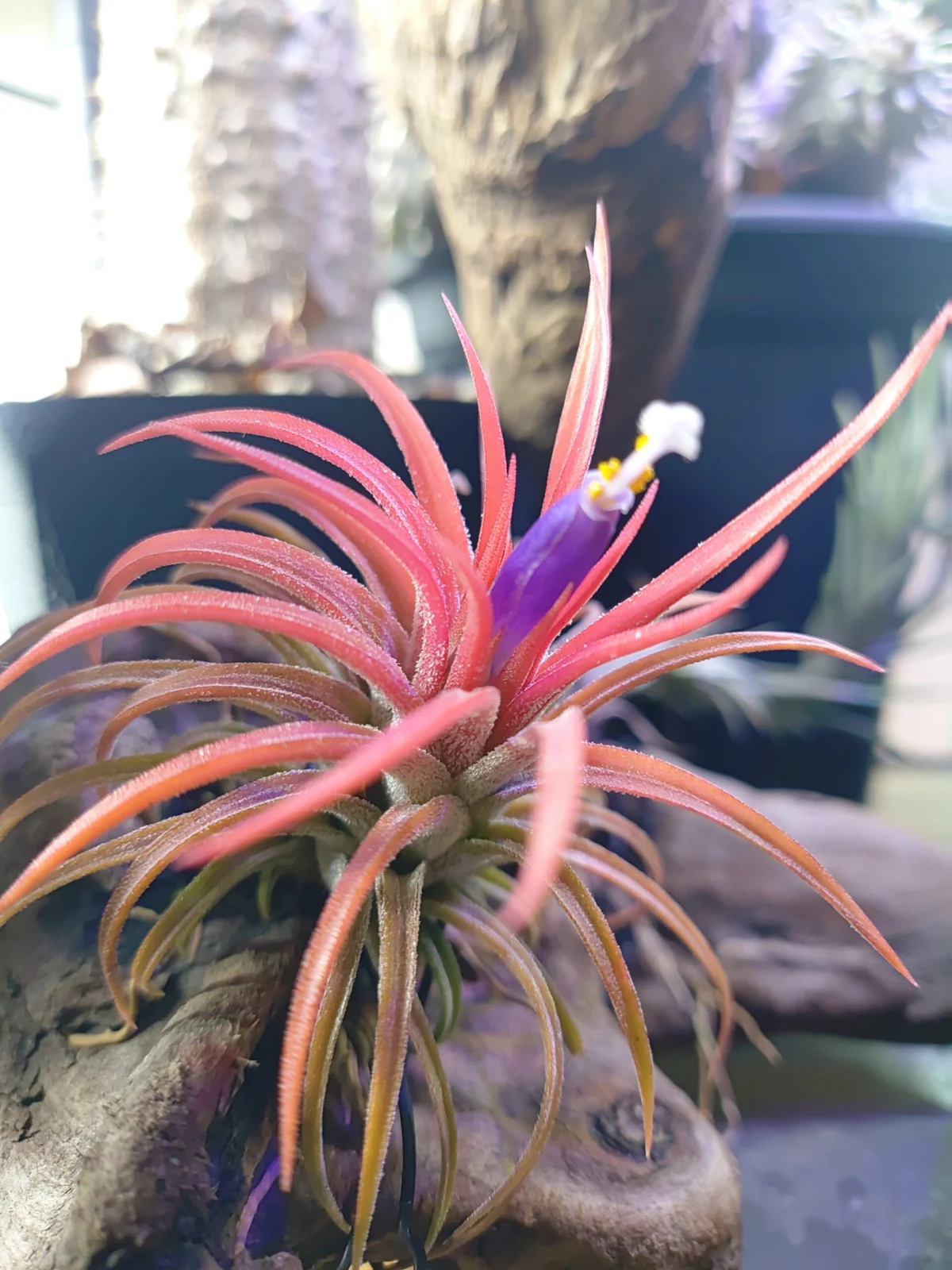 ティランジア　イオナンタ　バリエガータ　花