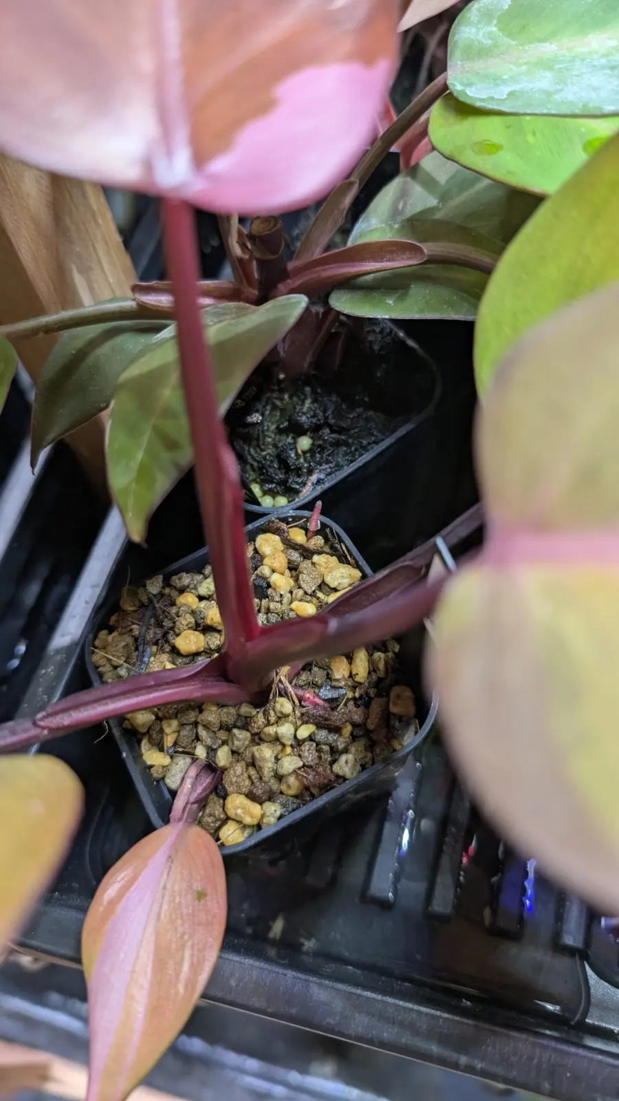 フィロデンドロン　柿色プリンセス