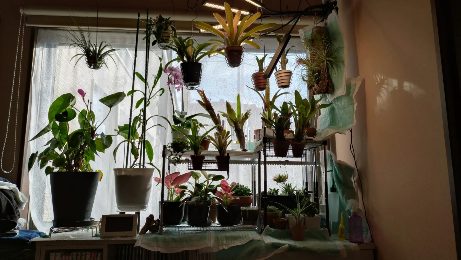 ティランジア　ネオレゲリア　ビルベルギア