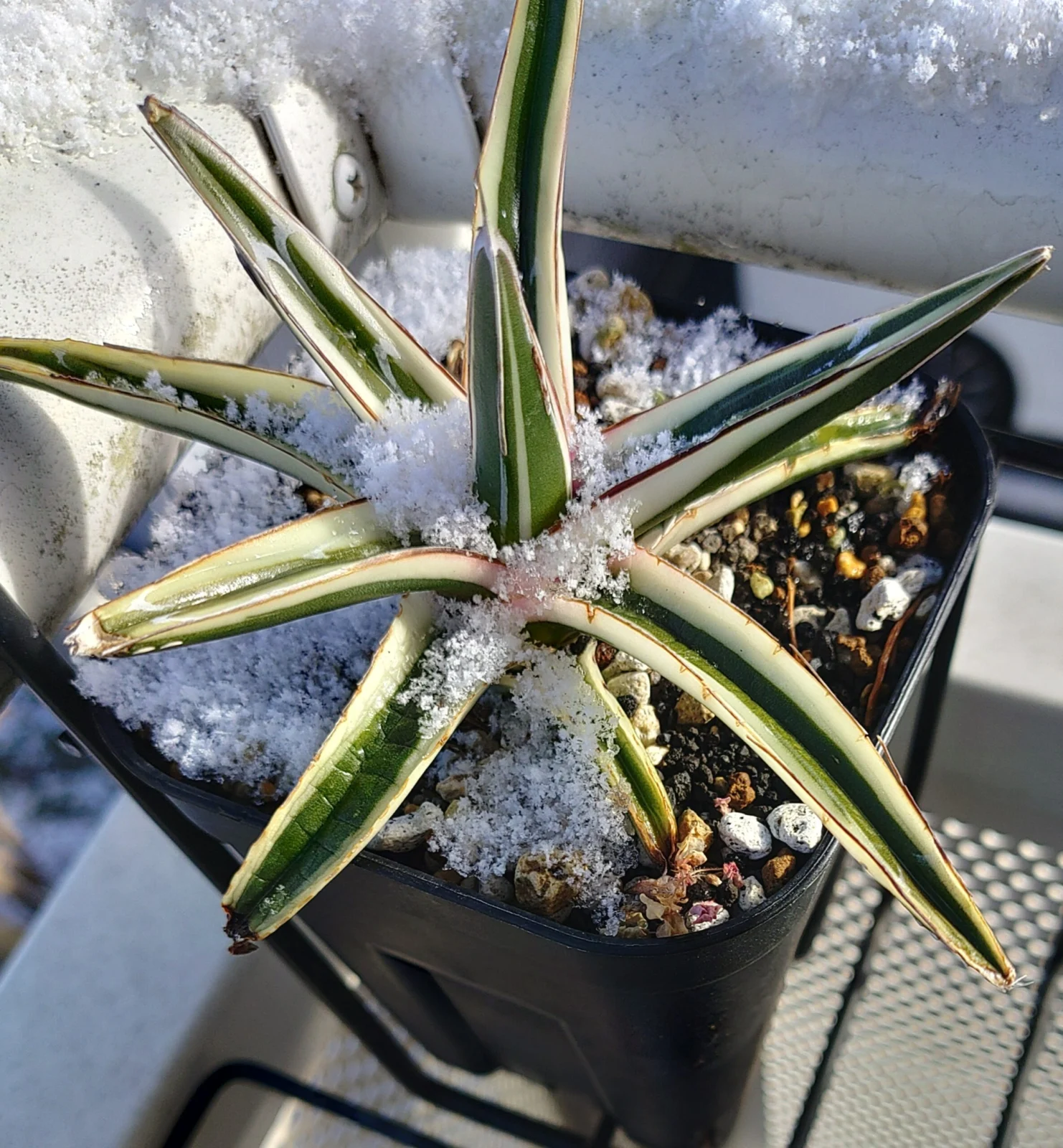 アガベ　笹の雪　氷山