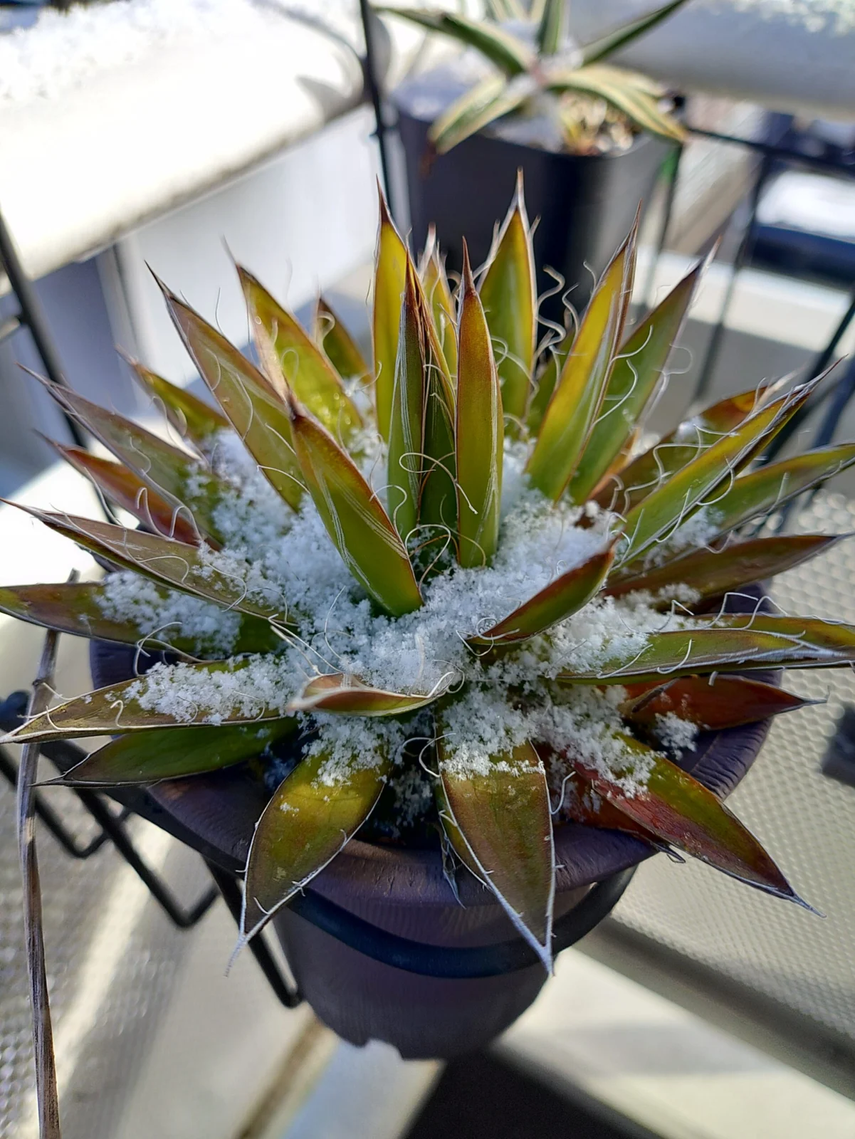 アガベ　パルビフローラ　姫乱れ雪