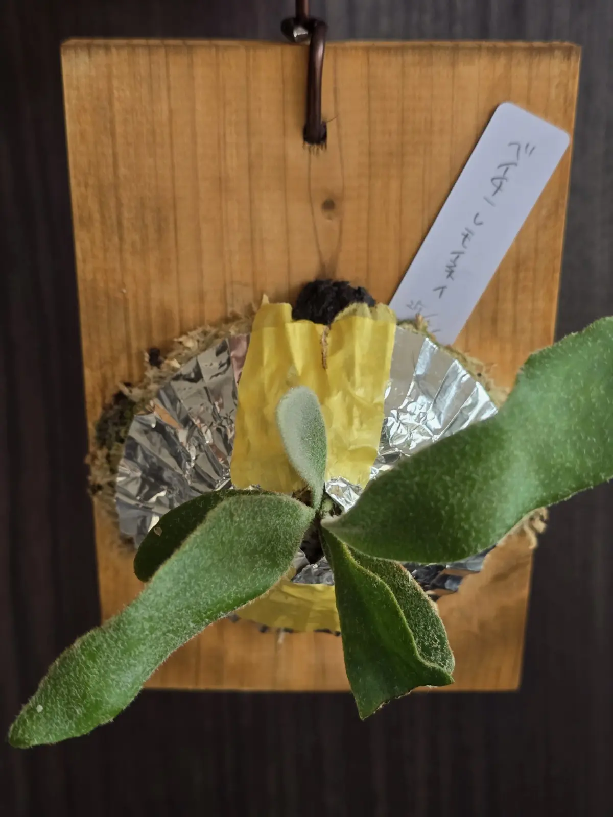 ビカクシダ　ベイチー”レモイネイ”　胞子培養　カーニバル