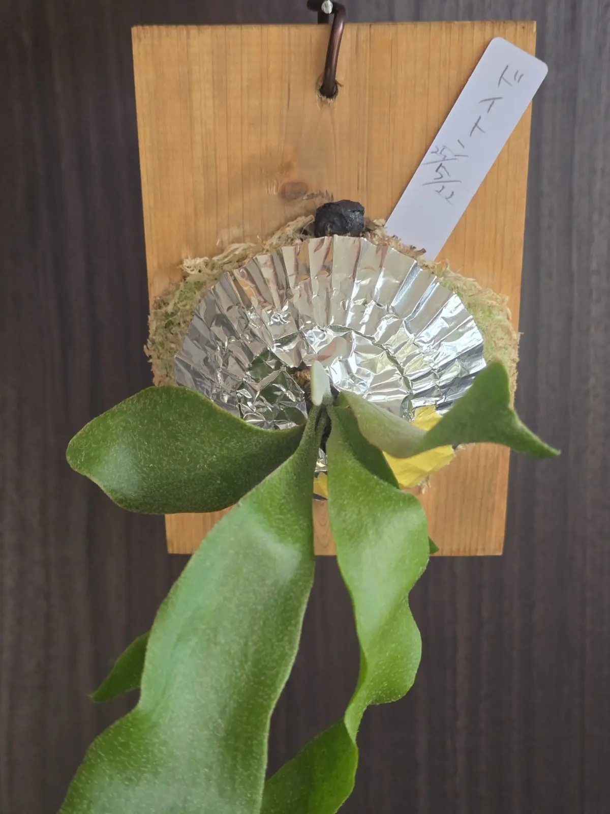 ビカクシダ　ドイトン　胞子培養　カーニバル