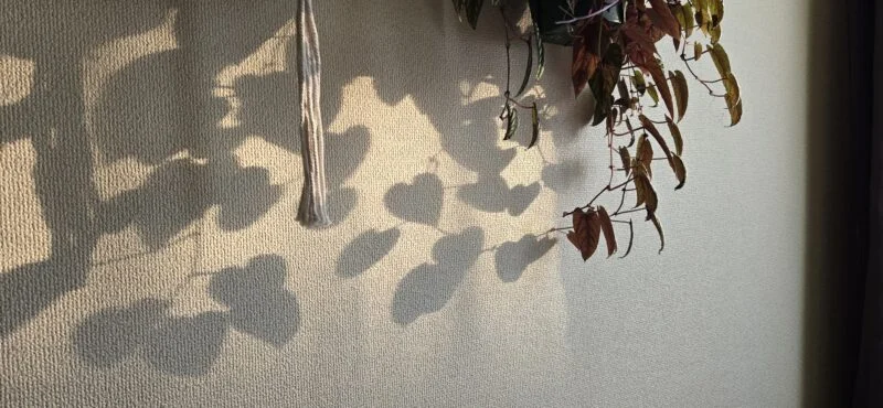 シッサス ディスカラー