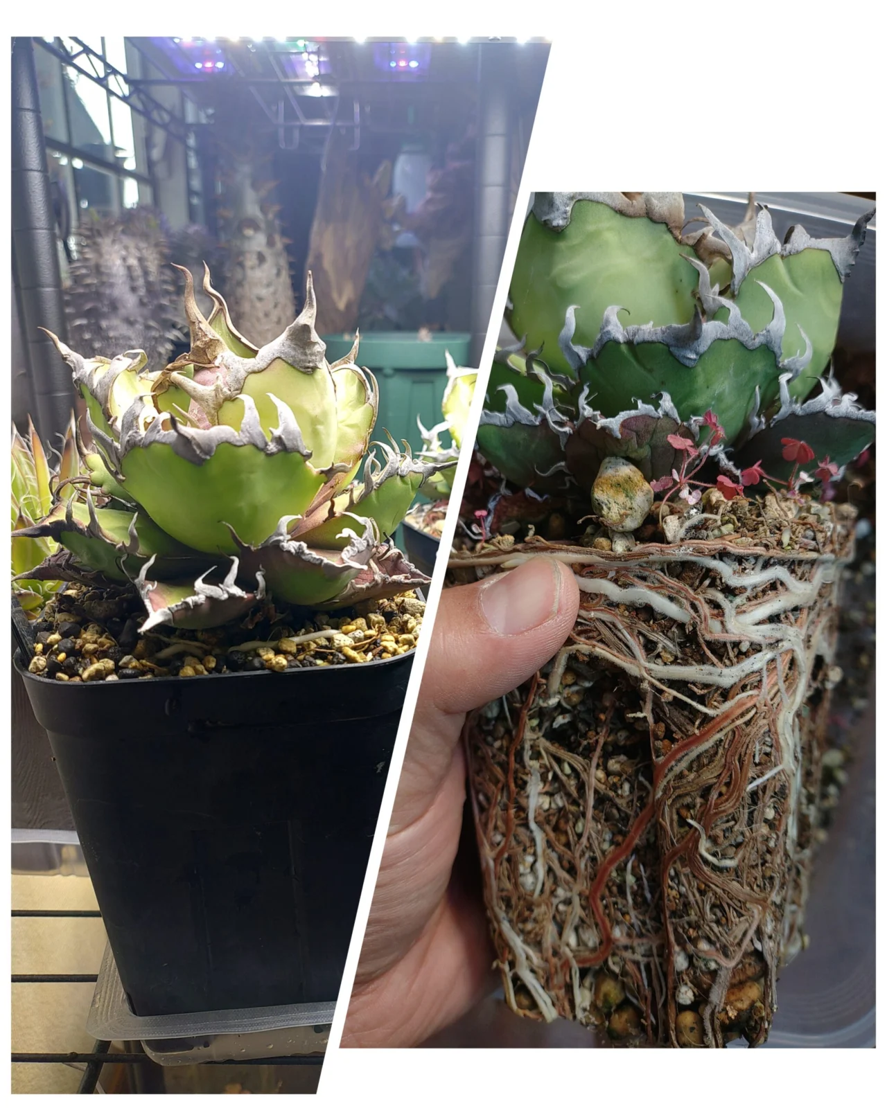 アガベ　チタノタ　シーザー