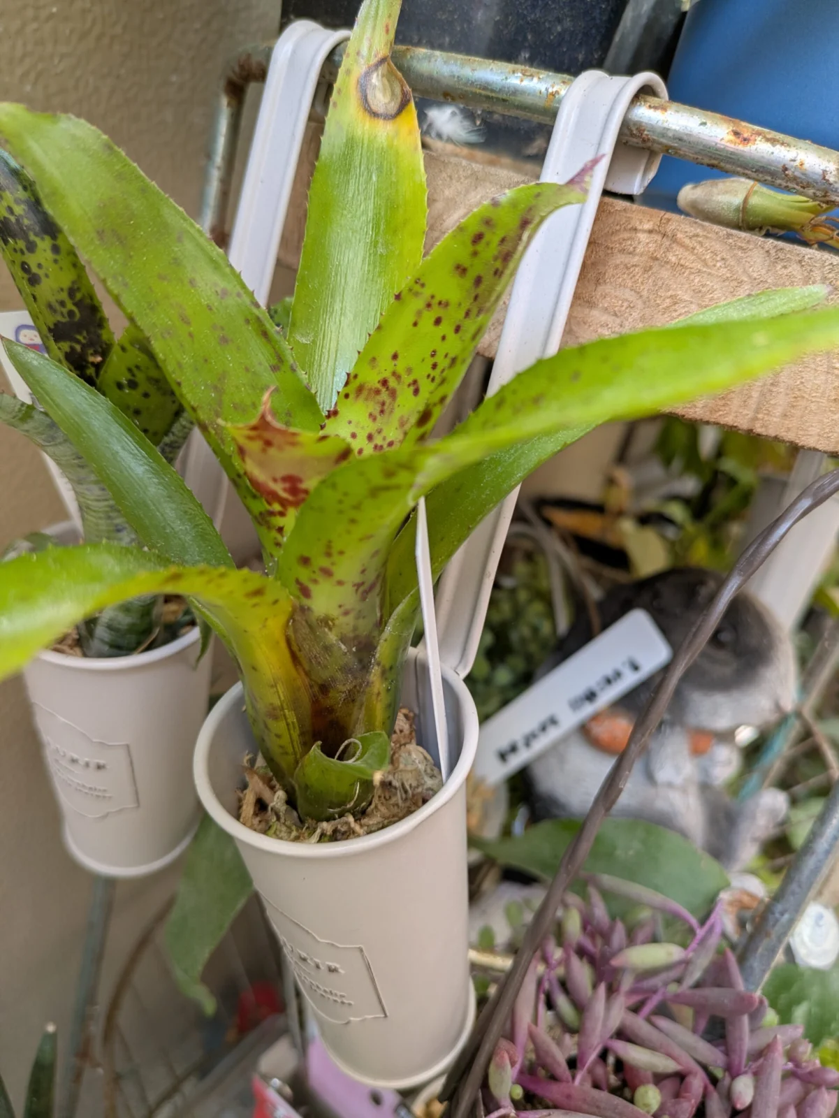 ネオレゲリア　チアーズ