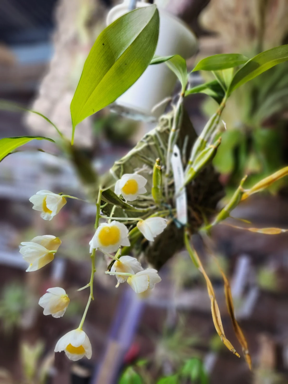 デンドロビューム　　デンドロビウム　ファーメリー