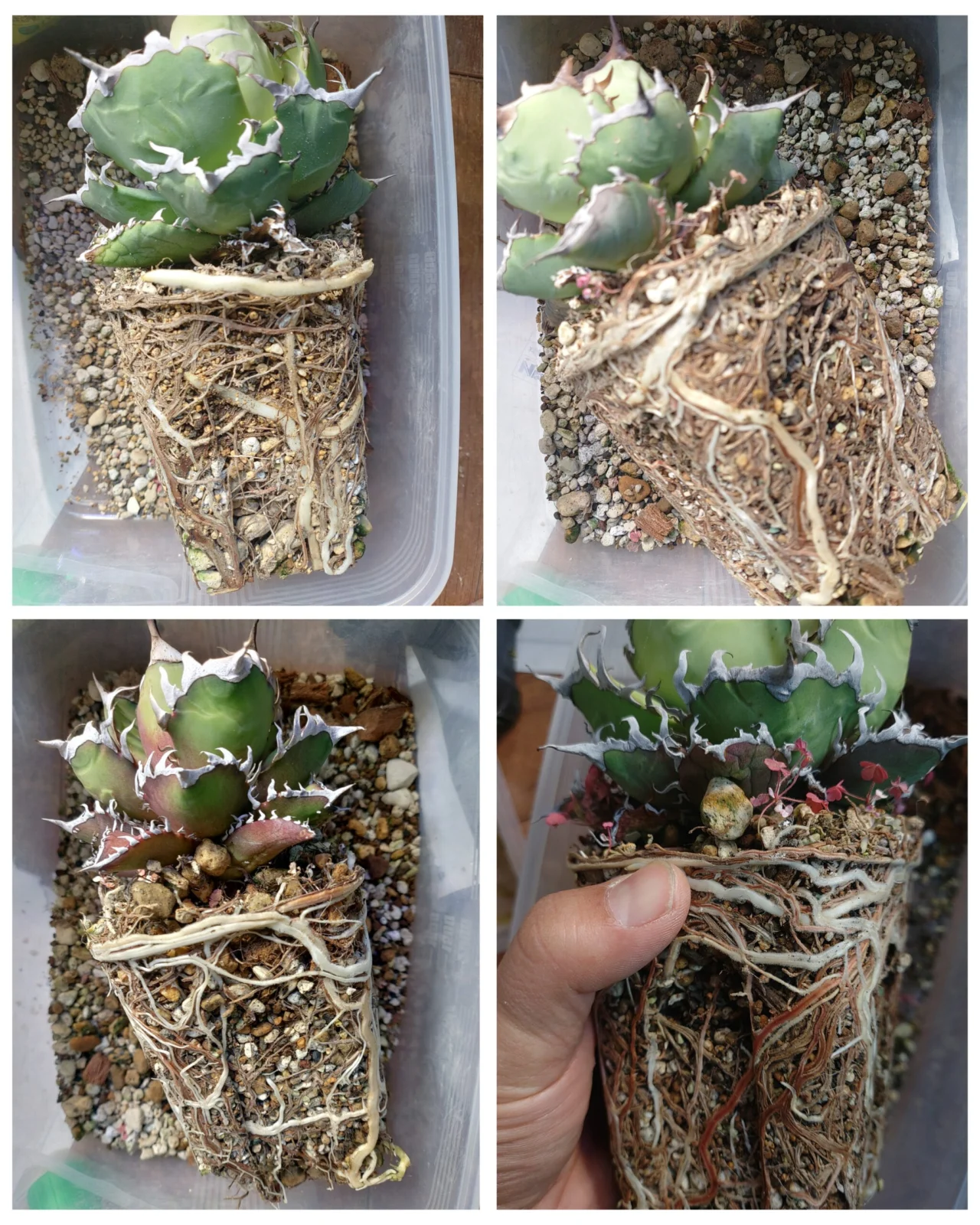 アガベ　チタノタ