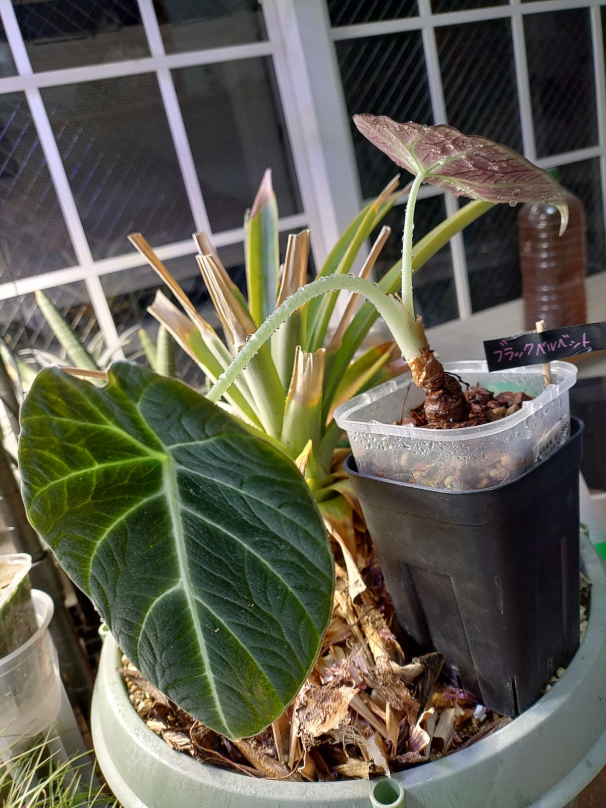 アロカシア ブラックベルベット