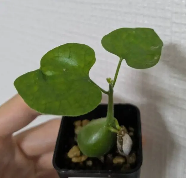 ピレナカンサ　マルビフォリア 実生