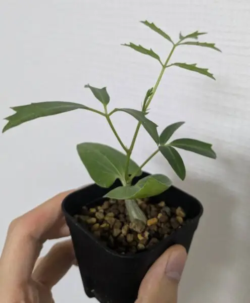 キフォステンマ モンタグナッキー 実生