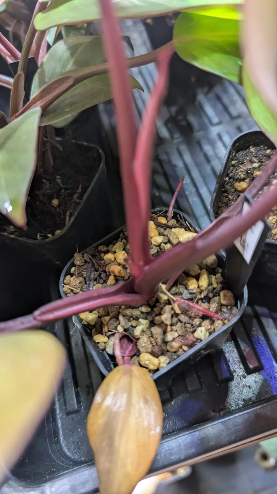 フィロデンドロン　柿色プリンセス