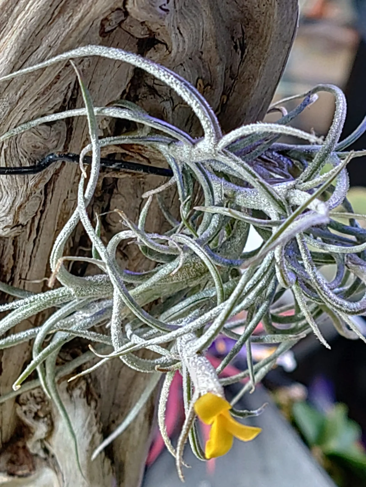 ティランジア クロカータ トリスティス