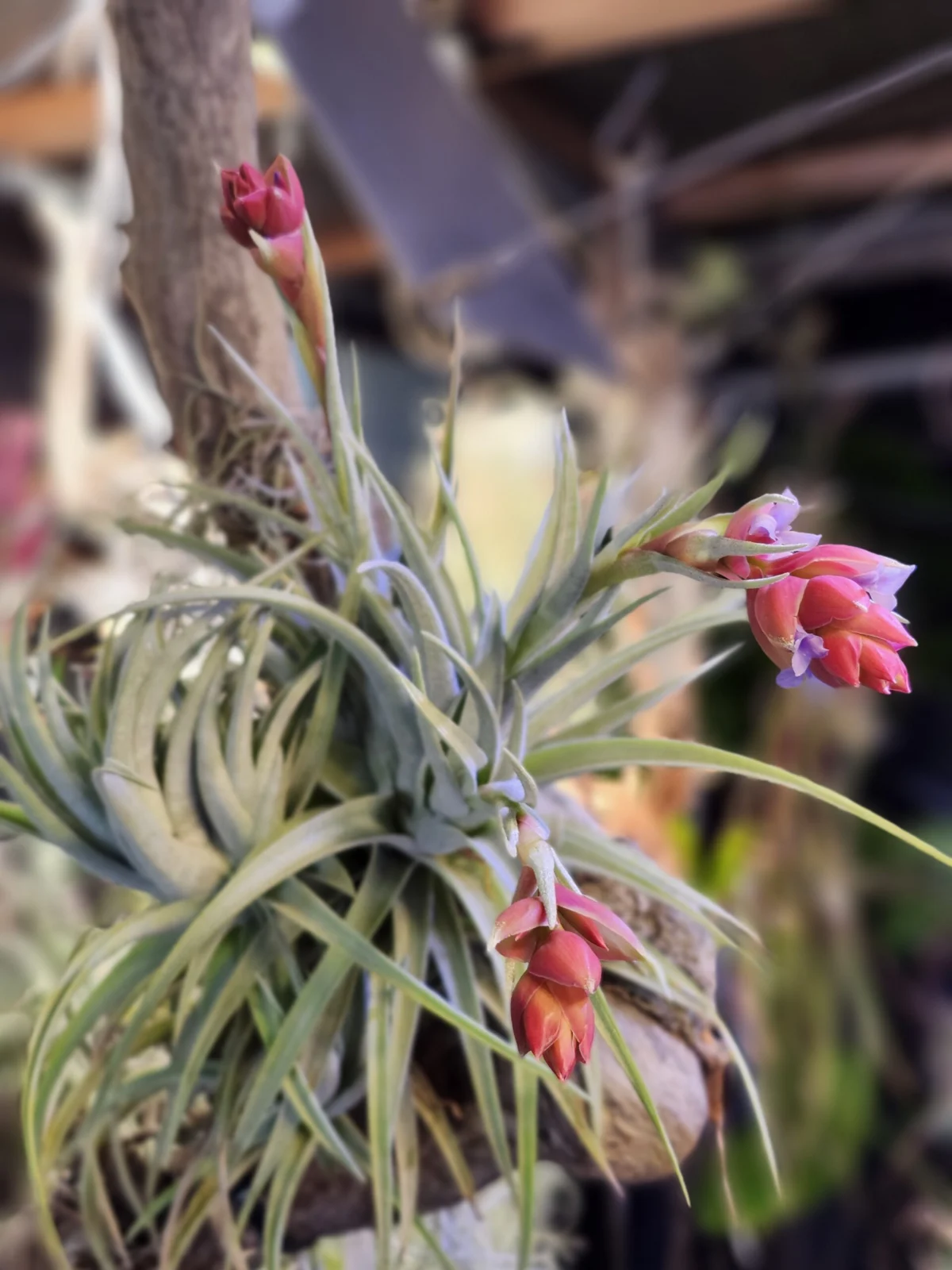 ティランジア　レクルビフォリア×ネグレクタ　開花