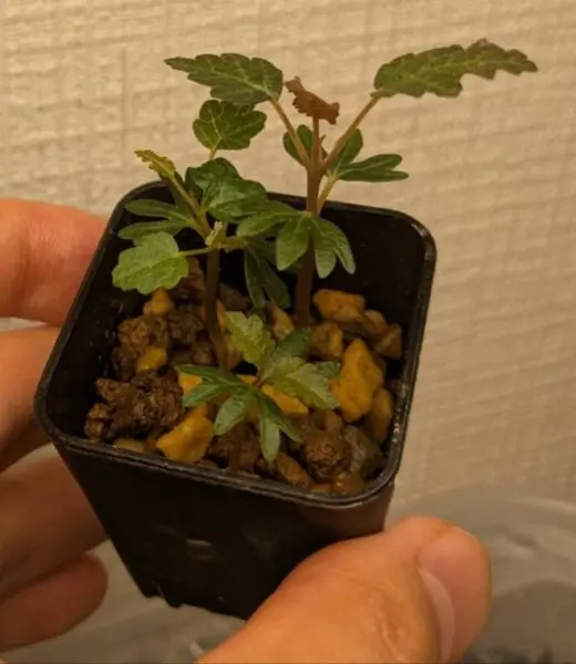 ボスウェリア ナナ 実生