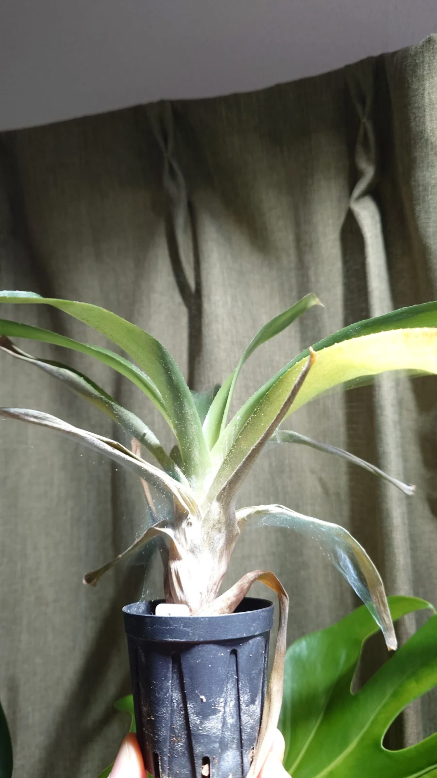 ネオレゲリア　レイマヌ　害虫　ハダニ