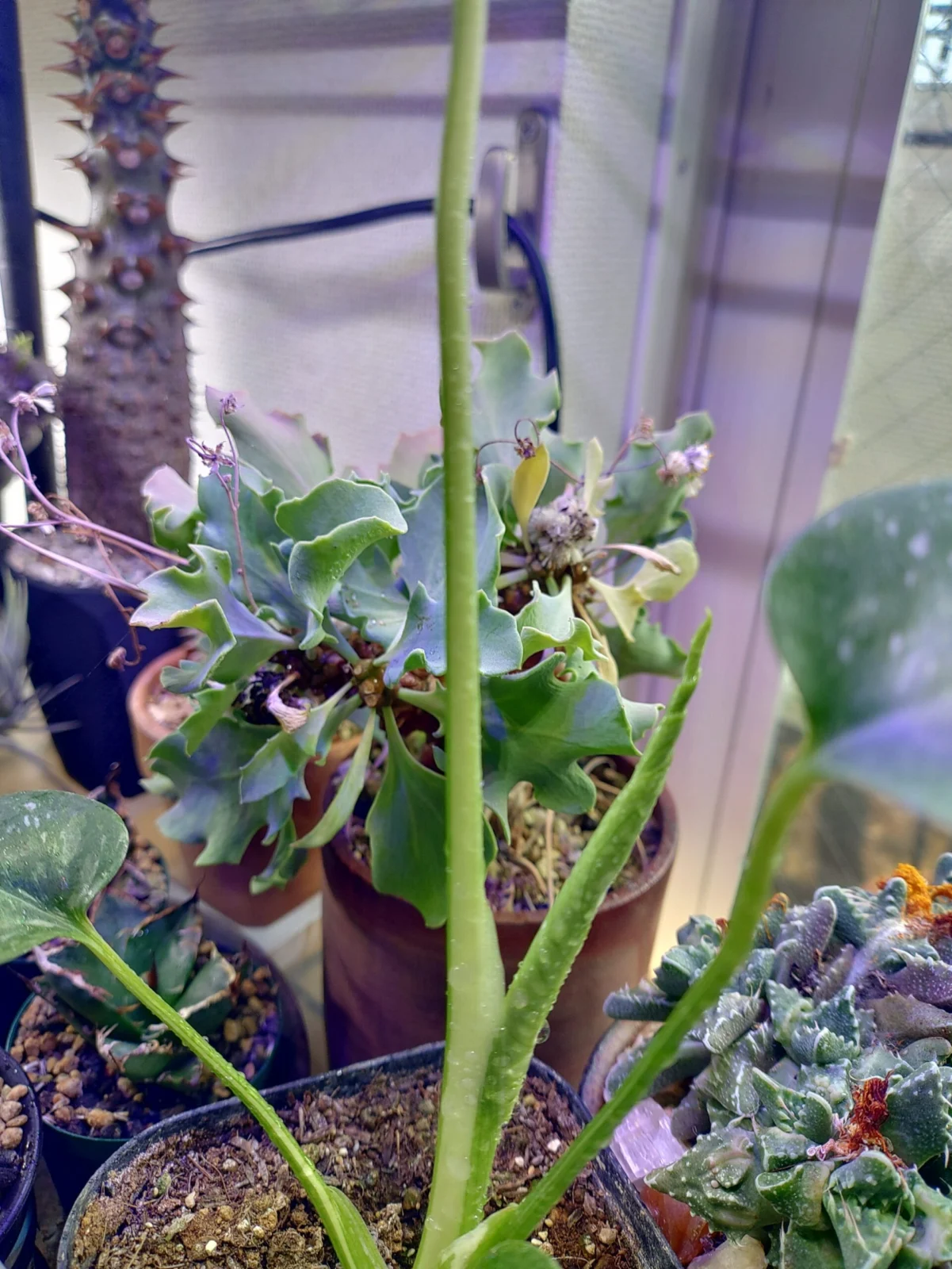 モンステラ デリシオーサ タイコンステレーション