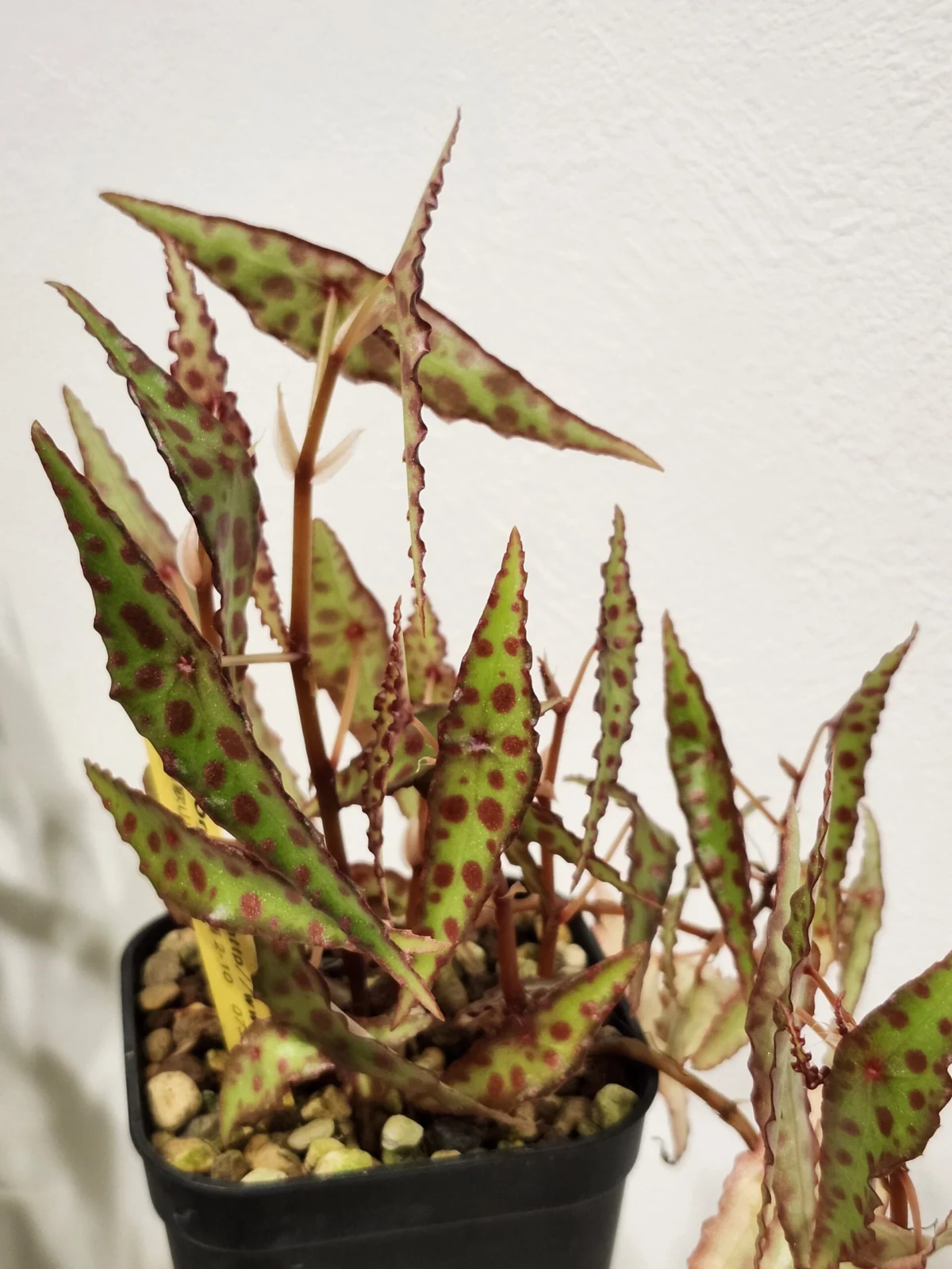 ベゴニア　アンフィオクサス