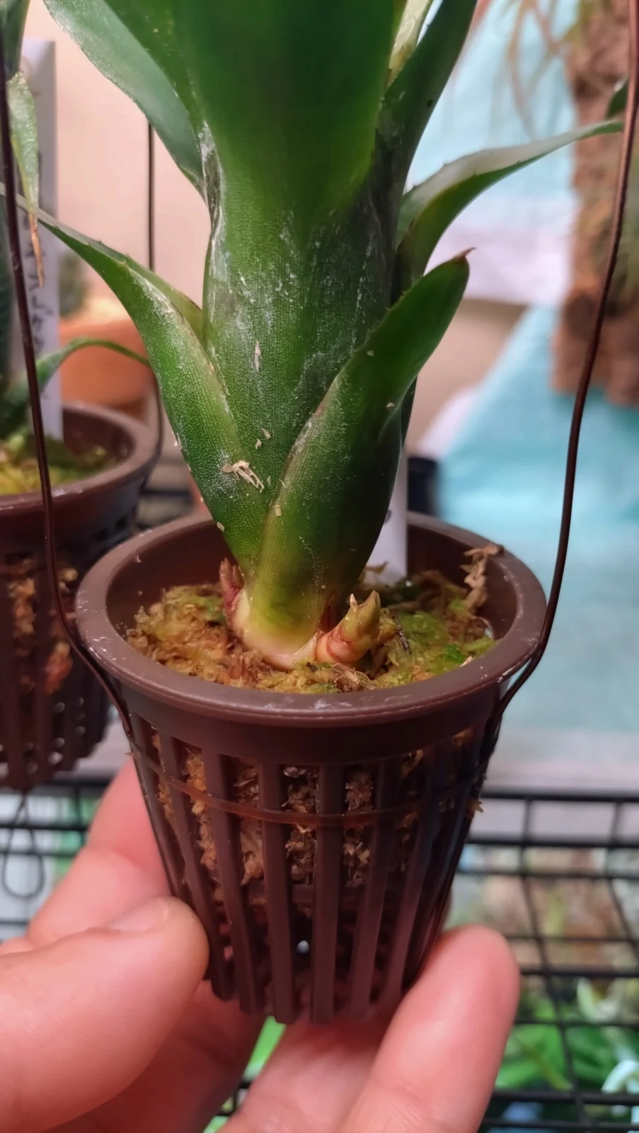 ネオレゲリア　リリープー