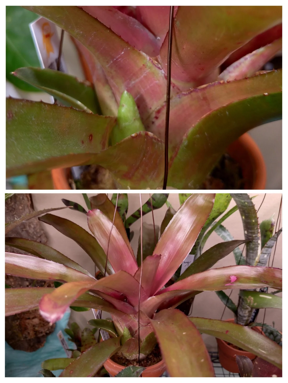 ネオレゲリア　グラナダ