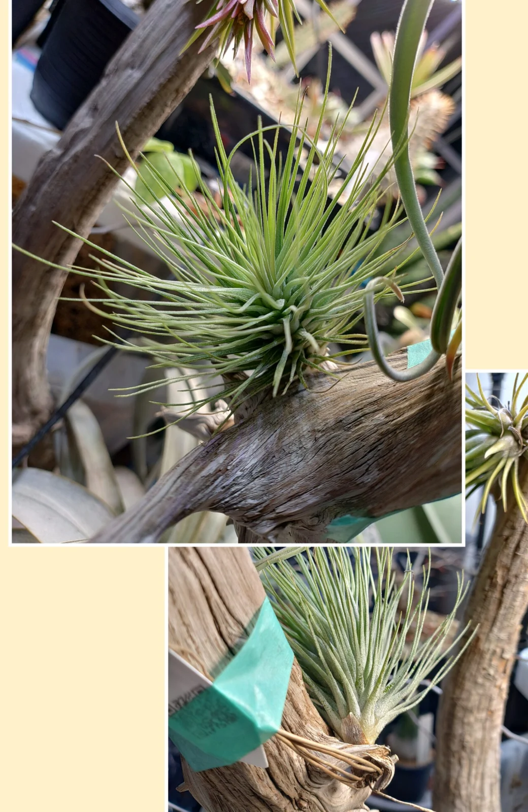 ティランジア アルゲンティア × イオナンタ