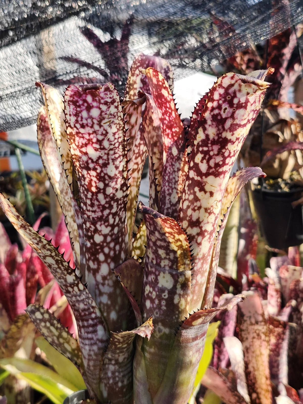 ビルベルギア　コーラン　アポカリプティック