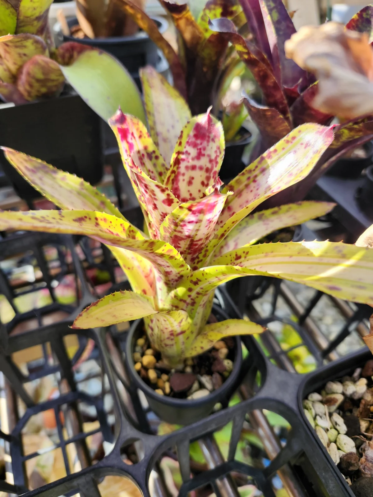 ネオレゲリア　クリッシー