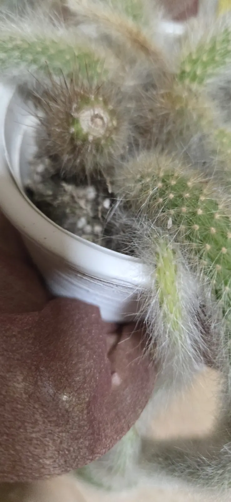 紐サボテン 愛称猫のしっぽ