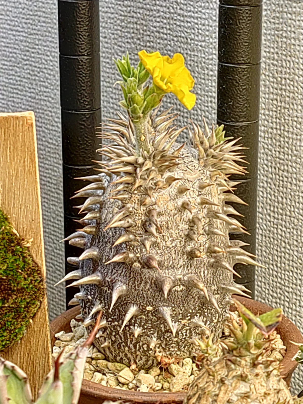 パキポディウム　恵比寿大黒