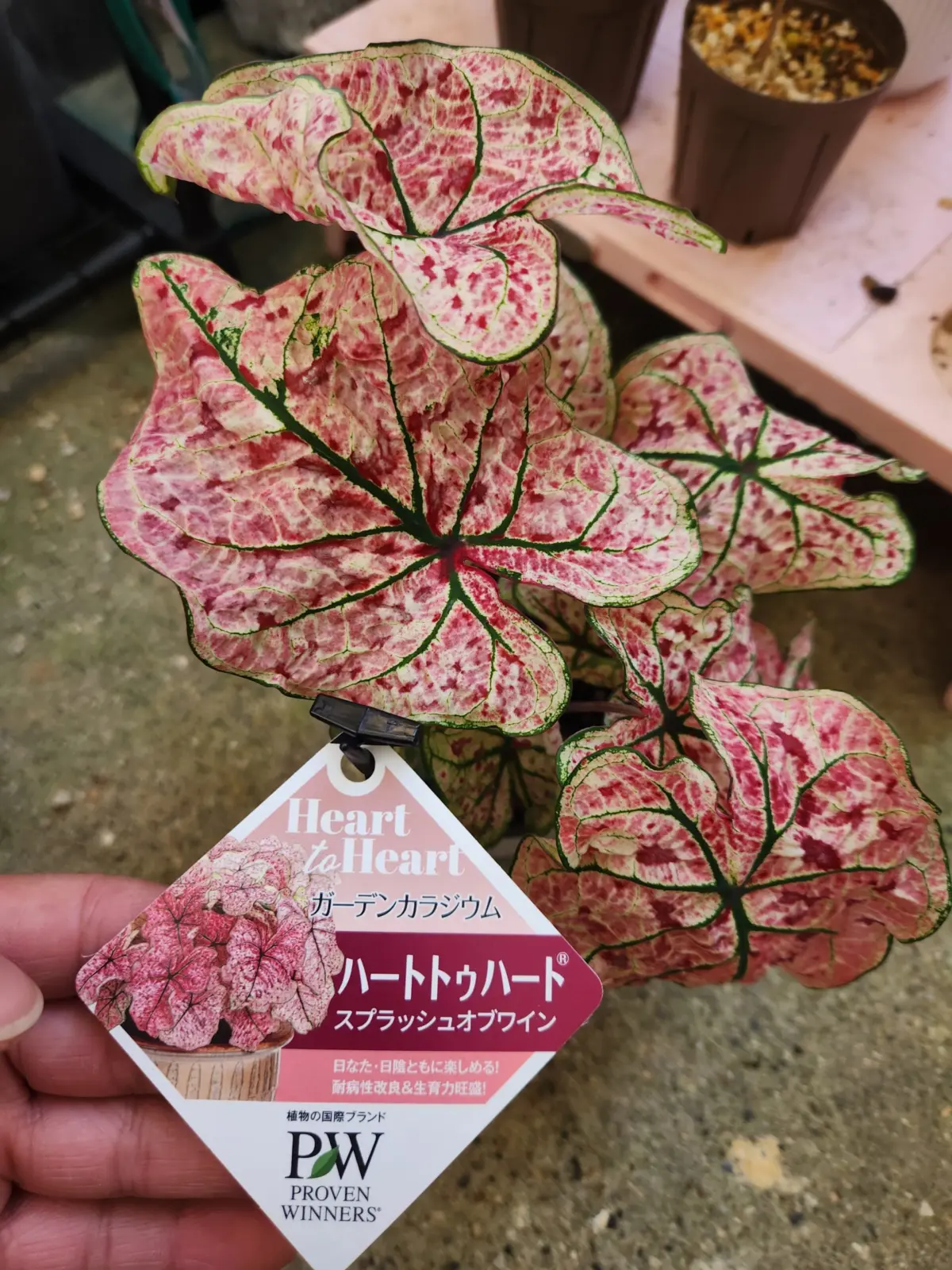 カラジウム　スプラッシュオブワイン