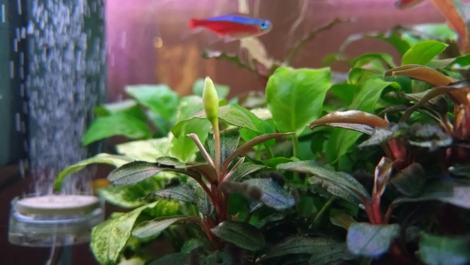 ブセファランドラ