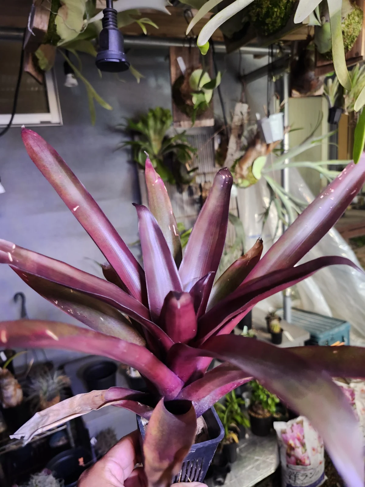 ティランジア　ソムニアンス