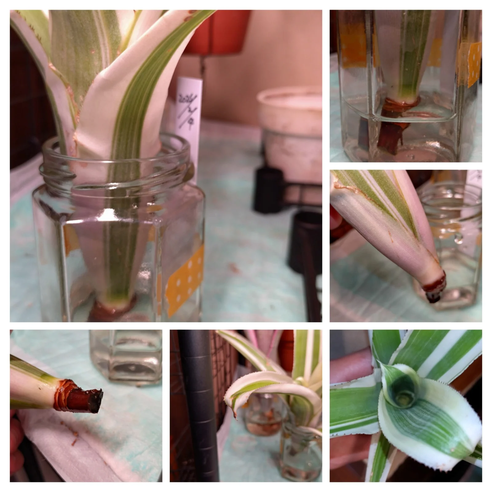 ビルベルギア アモエナ