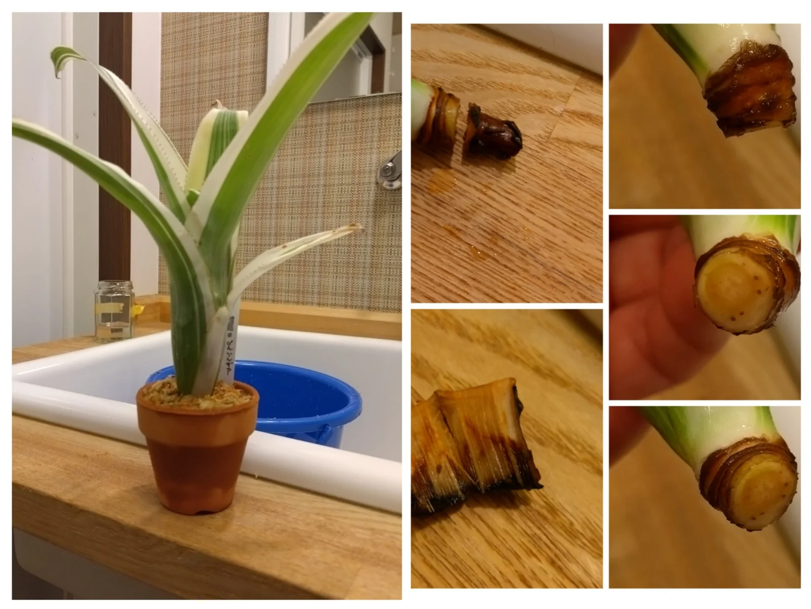 ビルベルギア　アモエナ