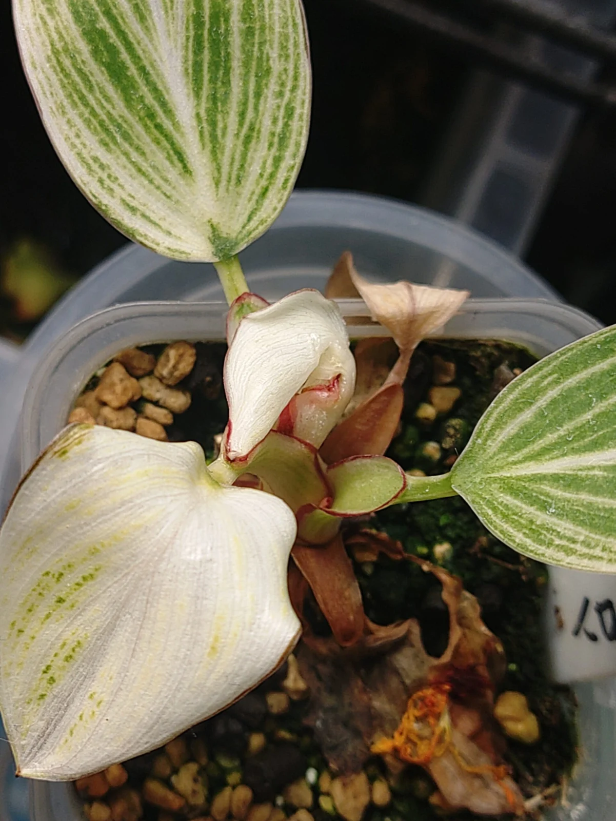 フィロデンドロン バーキン ドワーフ