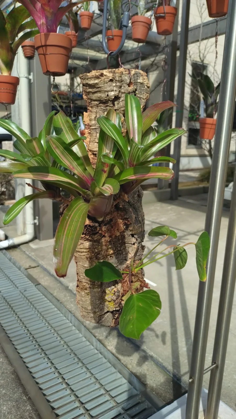 ネオレゲリア　リオオブリオ