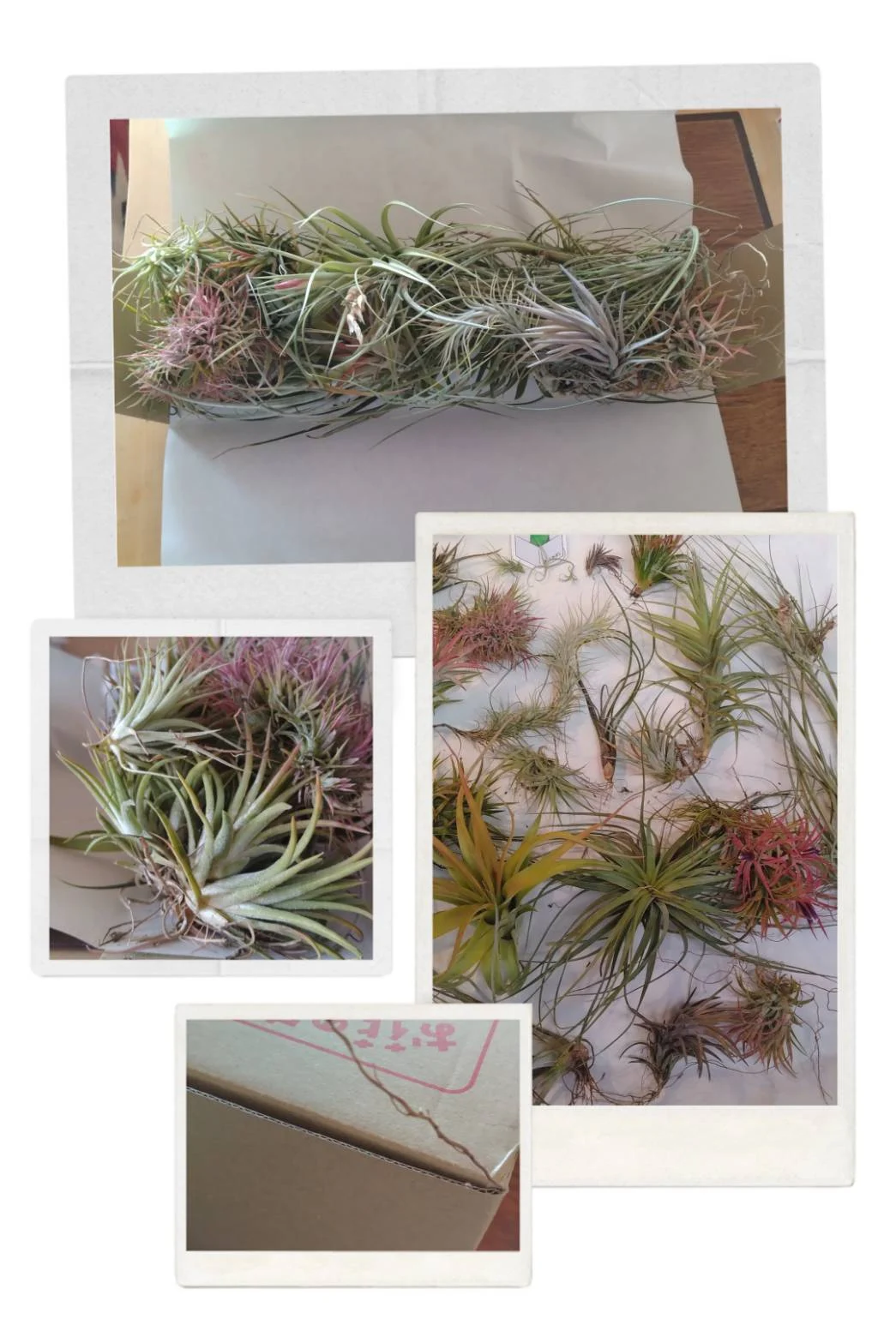 ティランジア　般若箱