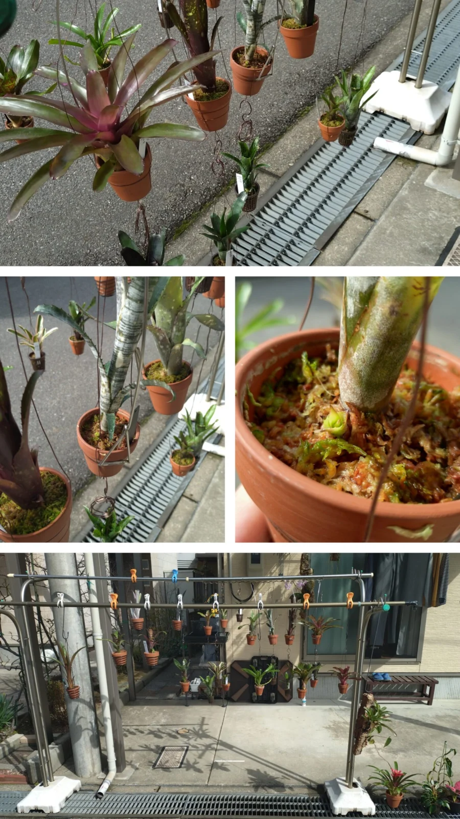 タンクブロメリア　ビルベルギア　ネオレゲリア　エクメア